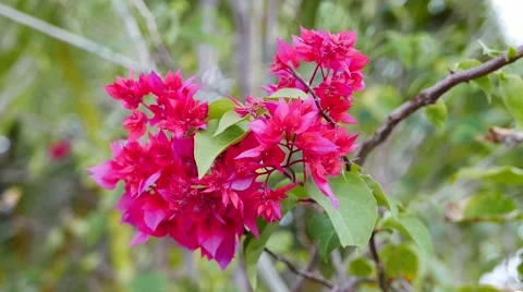 Bougainvillea Close-Up (Red) Stock Footage 51523725