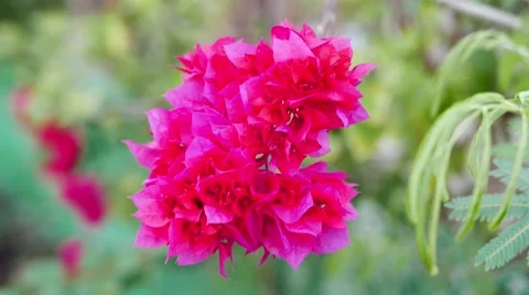 Bougainvillea Close-Up (Red) Stock Footage 51524176