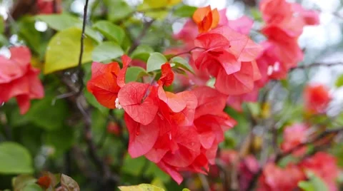 Bougainvillea Close-Up (Red) Stock Footage 51525640