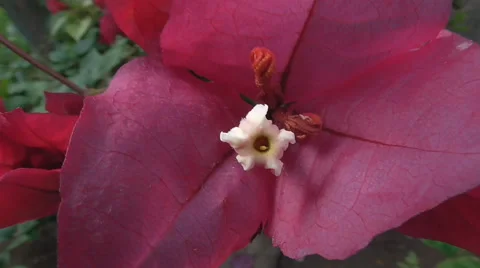 Bougainvillea flower Video stock 52548468
