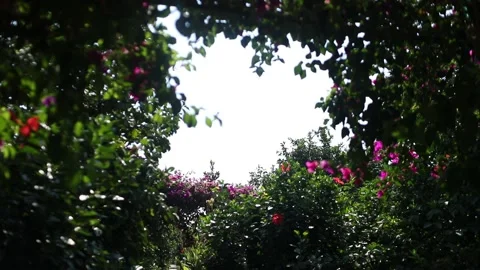 Bougainvillea flower Video stock 145794978