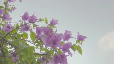 Bougainvillea flower Stock Footage 159063434