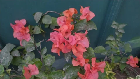 Bougainvillea flower. Stock Footage 201347026