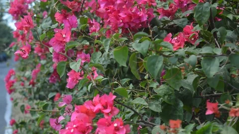Bougainvillea flower Video stock 212546132