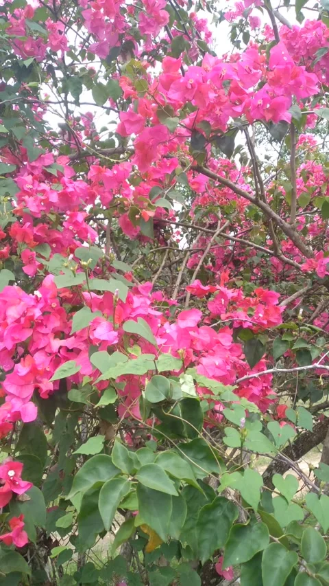 Bougainvillea flower Stock Footage 240792514