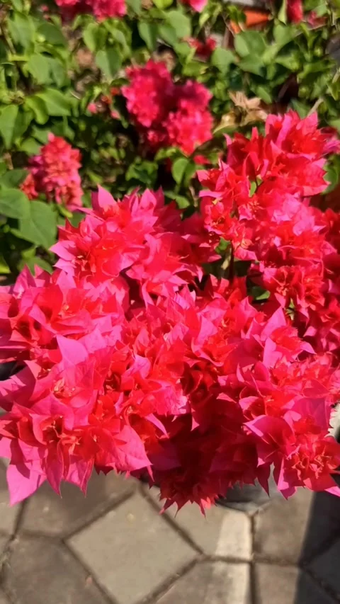 Bougainvillea flower Video stock 244109862