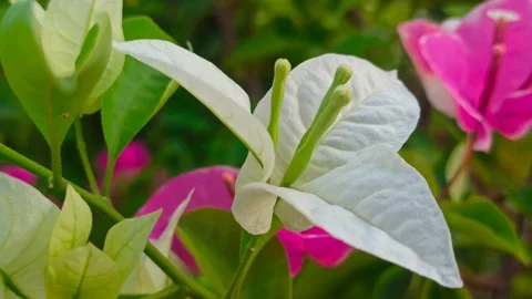 Bougainvillea flower Stockbeeldmateriaal 247591030