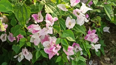 Bougainvillea flower Stock Footage 247595347