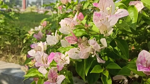 Bougainvillea flower Vídeo Stock 247596246
