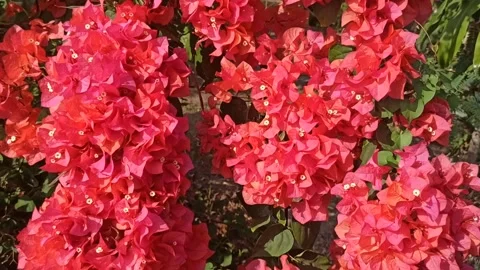 Bougainvillea flower Stock Footage 249647486