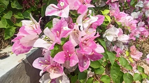 Bougainvillea flower Video stock 251411512