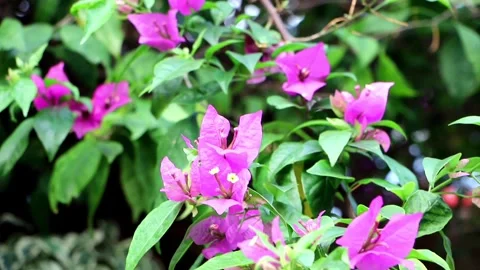 Bougainvillea flower Stock Footage 281431754