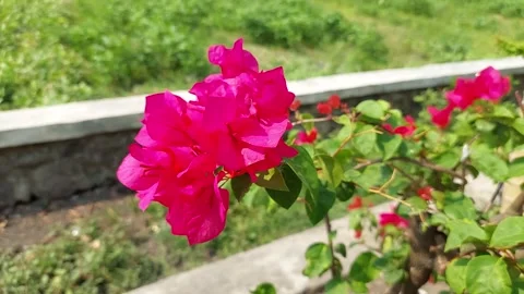 Bougainvillea flower Stock Footage 287499507