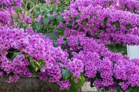 Bougainvillea flower in Pula Stock Photos