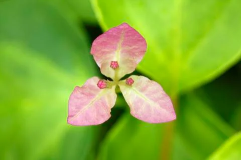 Bougainvillea flower split from leaf (selective focus) Stock Photos