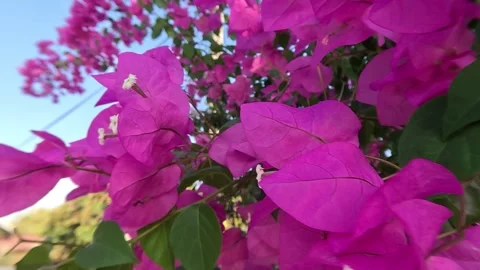 Bougainvillea Flower Tree Slow Motion Leaf Background Stock Footage 339929052