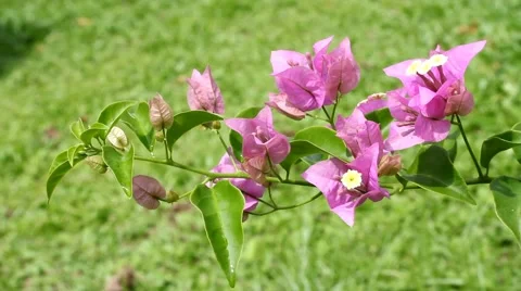 Bougainvillea flowers Stock Footage 55621791