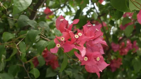 Bougainvillea Flowers Stock Footage 147241850