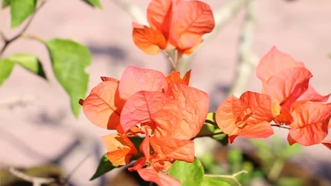 Bougainvillea flowers Stock Footage 204895035