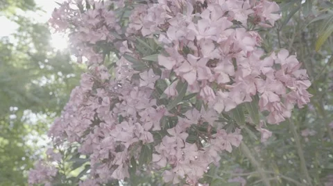Bougainvillea flowers spring tree Stock Footage 67420316