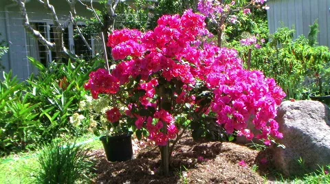 Bougainvillea Stock Footage 280797