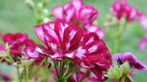 Bougainvillea Stockbeeldmateriaal 528577