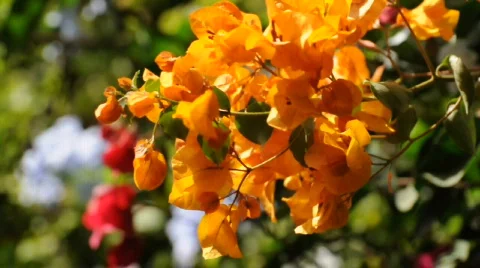 Bougainvillea Stockbeeldmateriaal 528650