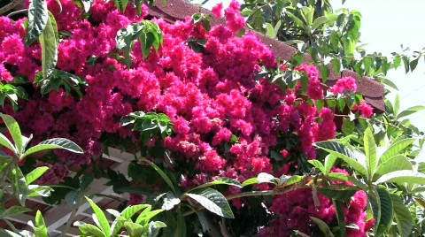 Bougainvillea Video stock 645934