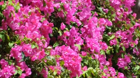Bougainvillea Stock Footage