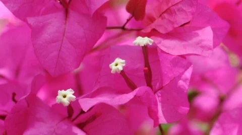 Bougainvillea Stock Footage 711900