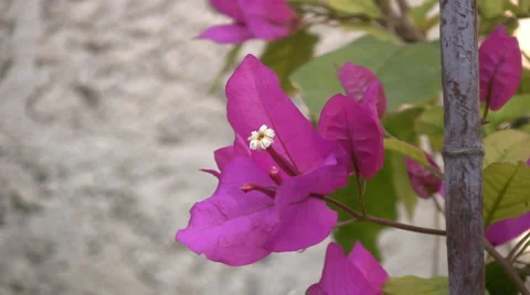 Bougainvillea Stock-Footage 4279443