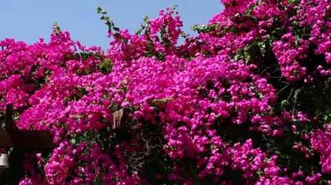 Bougainvillea Vídeos de archivo 11897651