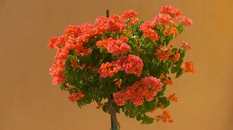 Bougainvillea Stock-Footage 29164808