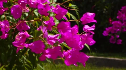 Bougainvillea Stock Footage 49479668