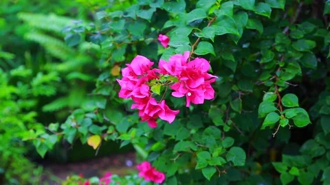 Bougainvillea Stock Footage 77205195