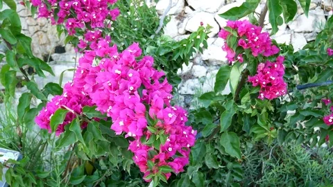 Bougainvillea Stock Footage 77922262