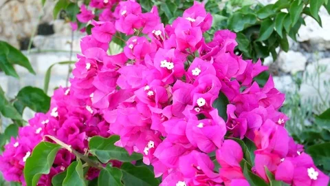 Bougainvillea Stock Footage 77922470