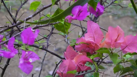 Bougainvillea Stock Footage 141269911