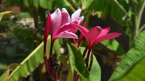 Bougainvillea Stock Footage 200981477