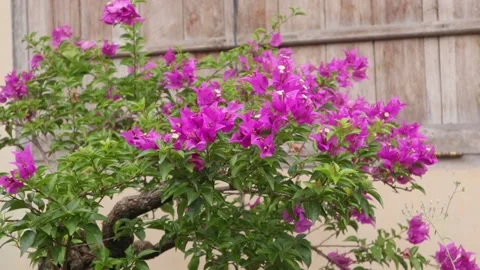 Bougainvillea Stock Footage 225571097