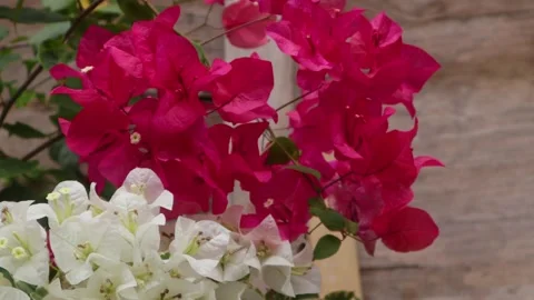 Bougainvillea Stock Footage 225571100