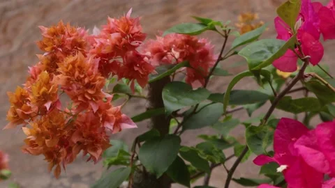 Bougainvillea Stock Footage 225571586