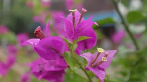 Bougainvillea Stock Footage 225571590