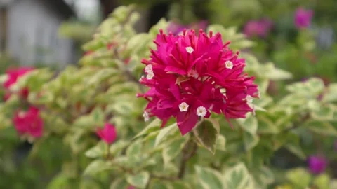 Bougainvillea Stock Footage 225571595