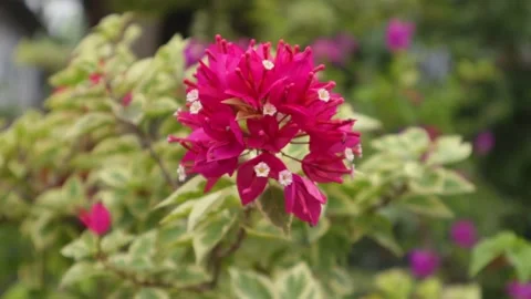 Bougainvillea Stock Footage 225571978