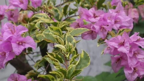 Bougainvillea Stock Footage 225571981