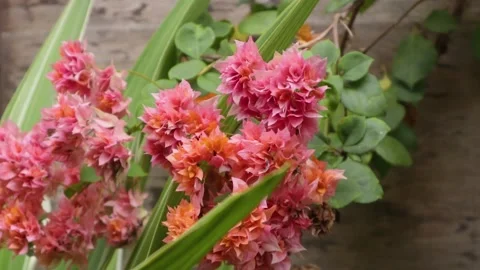 Bougainvillea Stock Footage 225571982