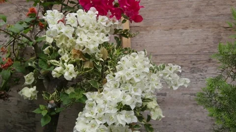 Bougainvillea Stock Footage 225572084