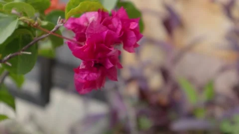 Bougainvillea Stock Footage 225572107