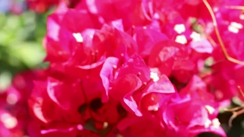 Bougainvillea Video stock 280753370